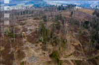 Forest damage by bark beetle 1