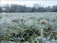 Meadow on New Years day 8
