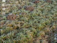 Meadow on New Years day 4