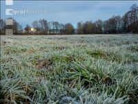 Meadow on New Years day 2
