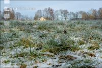 Meadow on New Years day 1