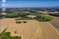 Wheat harvest 240