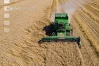 Wheat harvest 237