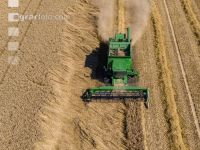Wheat harvest 236