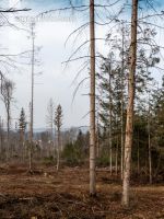 Forest damage by bark beetle 9