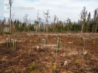Forest damage by bark beetle 8