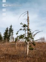 Forest damage by bark beetle 7