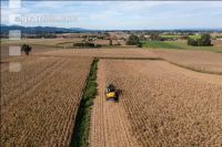 Maize harvest 277