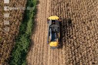 Maize harvest 276