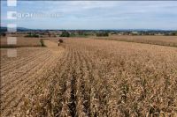 Maize harvest 275