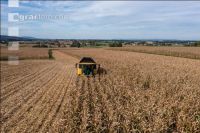 Maize harvest 274