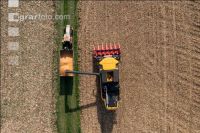 Maize harvest 271