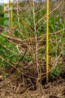 Larch planted