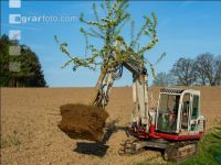 Obstbaum umpflanzen 2