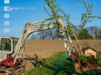 Obstbaum umpflanzen 1