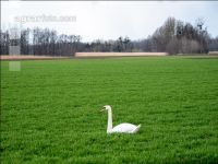 Schwäne am Acker 11