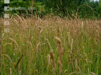 Over mature grass 4