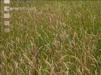 Over mature grass 2