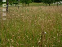 Overmature grass 1