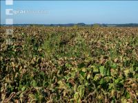 Cercospora Extrembefall 4