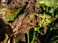 Cercospora Extrembefall 2