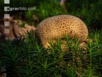 Bovist im Mischwald 2