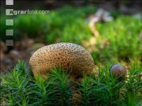 Bovist im Mischwald 1