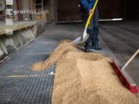Grain delivery 2