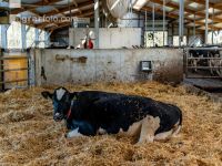 Calving pen