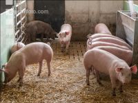 Pigport-3 14