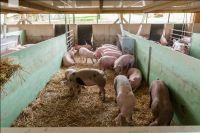 Pigport-3 6