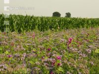 Flower streaks 7