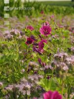 Flower streaks 6