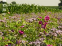 Flower streaks 5