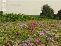 Flower streaks 4
