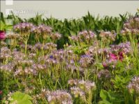 Flower streaks 3