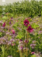 Flower streaks 1