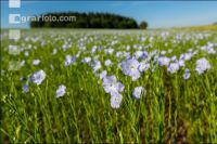Flax blossom 17