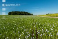 Flax blossom 16