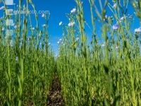 Flax blossom 15