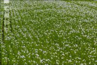 Flax blossom 14