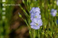 Flax blossom 13