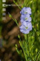 Flax blossom 12