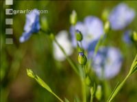 Flax blossom 11