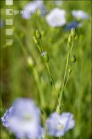 Flax blossom 10