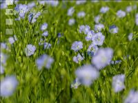 Flax blossom 9