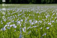 Flax blossom 8