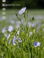 Lein Blüte 7