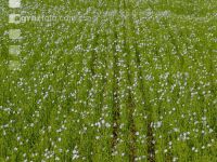 Flax blossom 6