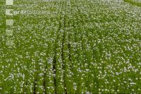 Flax blossom 5